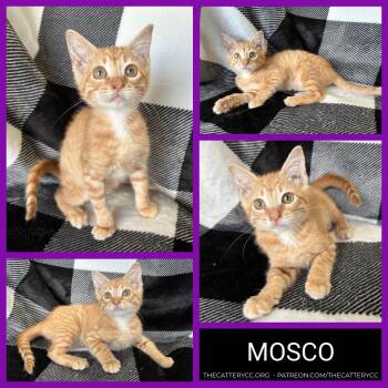 Mosco -  Domestic Short Hair Cat for Adoption in Corpus Christi, Texas - Mosco | PetCurious