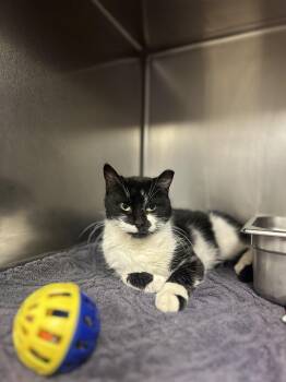 Rescue Domestic Short Hair Cats for Adoption in Myerstown, Pennsylvania - Joan | PetCurious