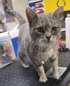 Domestic Short Hair Cats Available for Adoption - Clove | PetCurious