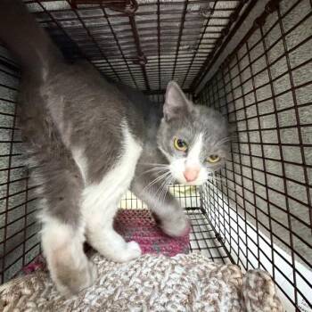 Domestic Short Hair Cats Available for Adoption in Des Moines, Iowa - Giselle | PetCurious