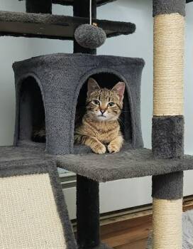 Domestic Short Hair and Tabby Cats Available for Adoption in Westfield, Wisconsin - Tigress | PetCurious