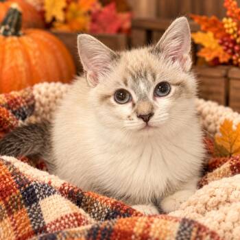 Rigatoni -  Snowshoe and Siamese Cat for Adoption - Rigatoni | PetCurious