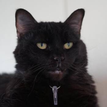 Luna the Great -  Domestic Short Hair Cat for Adoption in Lakewood, Colorado - Luna The Great | PetCurious