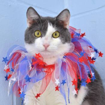 Domestic Short Hair Cats Available for Adoption in Sanford, Florida - Little Girl | PetCurious