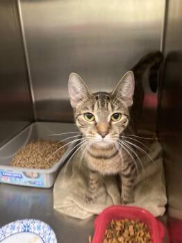 Silas -  Domestic Short Hair Cat for Adoption in Meriden, Connecticut - Silas | PetCurious