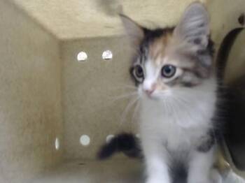 A551730 -  Domestic Medium Hair and Domestic Short Hair Cat for Adoption in Moreno Valley, California - A551730 | PetCurious