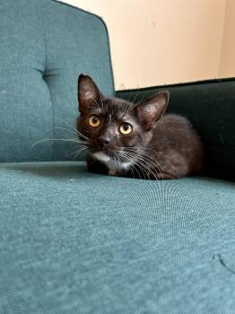 Frank Sinatra -  Domestic Short Hair Cat for Adoption - Frank Sinatra | PetCurious