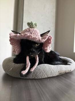 Domestic Short Hair Cats Available for Adoption - Ella | PetCurious