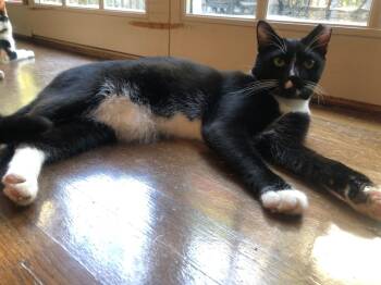 Rescue Domestic Short Hair Cats for Adoption in Glen Raven, North Carolina - LARRY (DOB ~DECEMBER 2021) | PetCurious