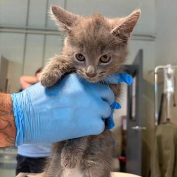 Domestic Short Hair Cats Available for Adoption in Huntington, West Virginia - Major | PetCurious