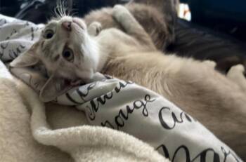 Spritz -  Siamese Cat for Adoption in Phoenix, Arizona - Spritz | PetCurious