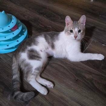 Domestic Short Hair Cats Available for Adoption - Oliver | PetCurious