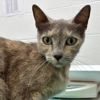 Domestic Short Hair Cats Available for Adoption in Corpus Christi, Texas - Roxi | PetCurious