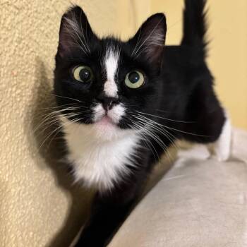 Domestic Short Hair Cats Available for Adoption in Los Angeles, California - Sami | PetCurious