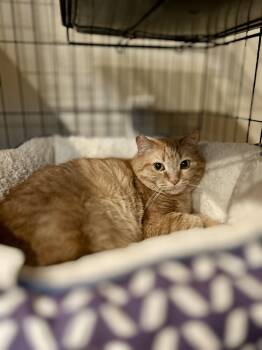 Marisol (garden/barn cat) -  Tabby and Domestic Short Hair Cat Available for Adoption in San Jose, California - Marisol (garden/barn Cat) | PetCurious