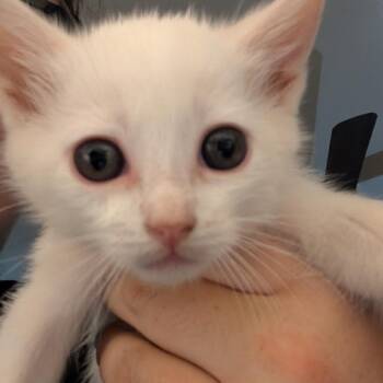 Diana -  Domestic Short Hair Cat for Adoption in Long Beach, California - Diana | PetCurious