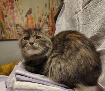 Lady Dutchess -  Domestic Long Hair Cat for Adoption in Wheaton, Illinois - Lady Dutchess | PetCurious