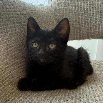 Lala -  Domestic Short Hair Cat for Adoption in Wheeling, Illinois - Lala | PetCurious