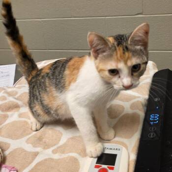 Flopsy -  Domestic Short Hair Cat for Adoption in Bristol, Indiana - Flopsy | PetCurious