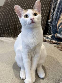 Ginger -  Domestic Medium Hair and Turkish Van Cat for Adoption in Houston, Texas - Ginger | PetCurious