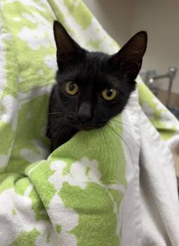 Domestic Short Hair Cats Available for Adoption in Rosenberg, Texas - WINNIE | PetCurious