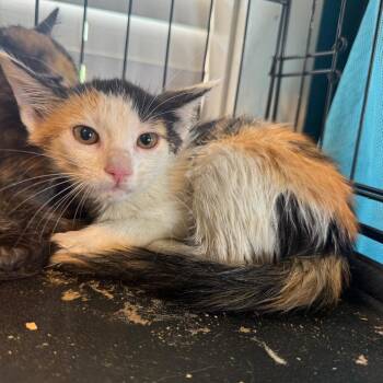 Doodle Bug -  Domestic Short Hair Cat for Adoption in New York, New York - Doodle Bug | PetCurious