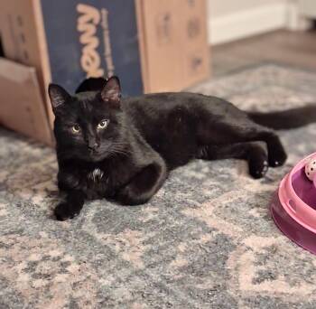 Domestic Short Hair Cats Available for Adoption - AJ | PetCurious