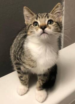 Domestic Short Hair Cats Available for Adoption in Woodstock, Illinois - Maizey | PetCurious
