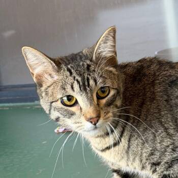 Domestic Medium Hair Cats Available for Adoption - Rambo | PetCurious