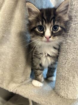 Clara -  Domestic Medium Hair Cat for Adoption in Sanford, North Carolina - Clara | PetCurious