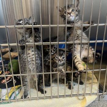 Mimsy -  Domestic Short Hair Cat Available for Adoption in Oak Brook, Illinois - Mimsy | PetCurious