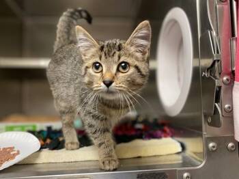VANNA WHITE -  Domestic Short Hair Cat for Adoption in Fort Wayne, Indiana - VANNA WHITE | PetCurious