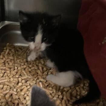 Meowth -  Domestic Short Hair Cat for Adoption in Galveston, Texas - Meowth | PetCurious