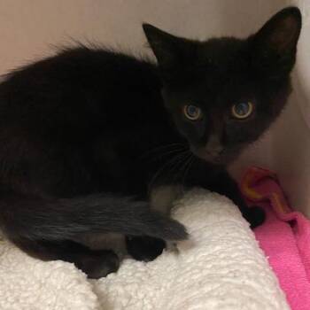 Pistachio -  Domestic Short Hair Cat for Adoption in Dayton, Ohio - Pistachio | PetCurious