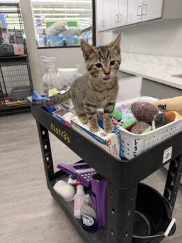 Domestic Short Hair Cats Available for Adoption in Cleveland, Ohio - Barnum | PetCurious