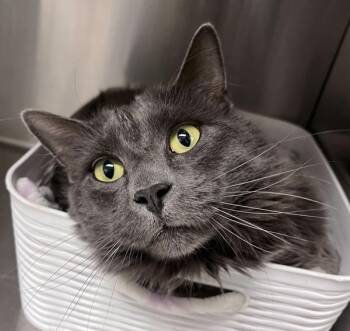Coors -  Domestic Medium Hair Cat for Adoption in Golden, Colorado - Coors | PetCurious