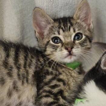 Neymar -  Domestic Short Hair Cat for Adoption in Oakland, California - Neymar | PetCurious