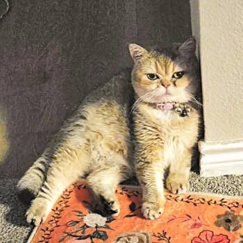 Exotic Shorthair Cats Available for Adoption in Austin, Texas - Chloe | PetCurious