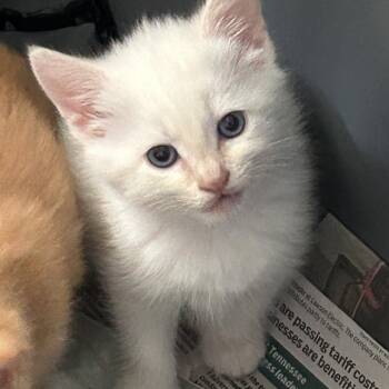 Forrest -  Domestic Short Hair Cat Available for Adoption in Chattanooga, Tennessee - Forrest | PetCurious