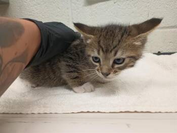 Domestic Short Hair Cats Available for Adoption in Chula Vista, California - BUBBLES | PetCurious