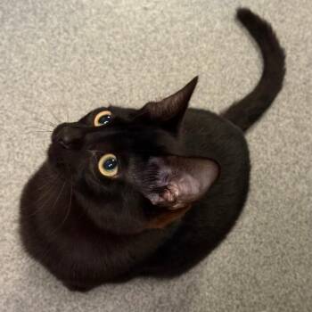 Hydra -  Domestic Short Hair Cat for Adoption in Fort Collins, Colorado - Hydra | PetCurious