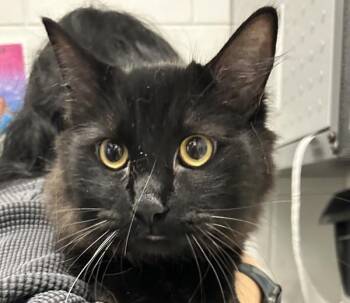 Gizmo -  Domestic Medium Hair Cat for Adoption in Golden, Colorado - Gizmo | PetCurious