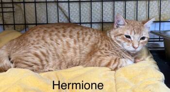 Rescue Domestic Short Hair Cats for Adoption in Saint Francisville, Louisiana - Hermione | PetCurious