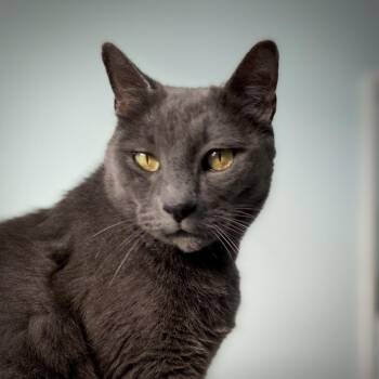 Domestic Short Hair Cats Available for Adoption - Mr. Smokey | PetCurious