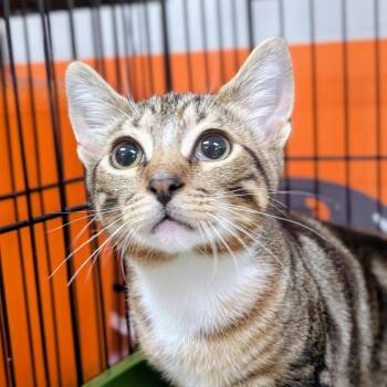Domestic Short Hair Cats Available for Adoption in Houston, Texas - Simons | PetCurious