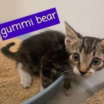 Gummi Bear -  Domestic Short Hair Cat for Adoption in Tempe, Arizona - Gummi Bear | PetCurious