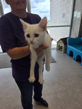 Madison -  Domestic Short Hair Cat for Adoption in Bossier City, Louisiana - Madison | PetCurious