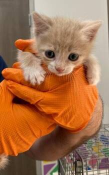 EGG -  Domestic Short Hair Cat for Adoption in Baytown, Texas - EGG | PetCurious