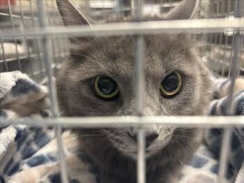 Rescue Domestic Long Hair Cats for Adoption in Las Vegas, Nevada - FIREFLY | PetCurious