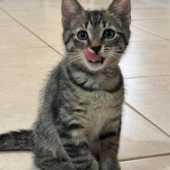 Topaz -  Domestic Short Hair Cat for Adoption in Buffalo, New York - Topaz | PetCurious